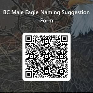 qr code to suggest a name for the new male eagle at BC.