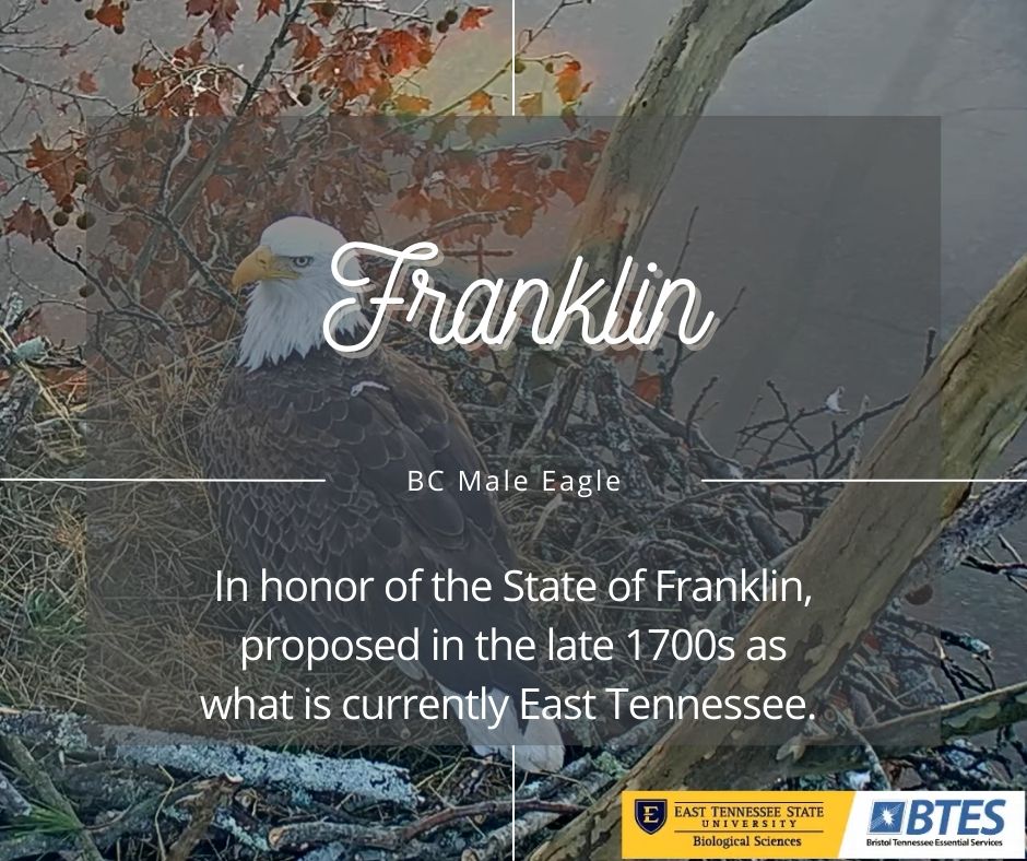 Franklin is the male bald eagle, eagle in nest. 