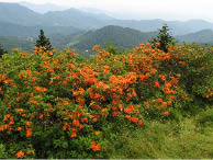 Mountain scene with flaming azaleas