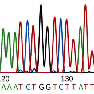 DNA Sequence Electropherogram