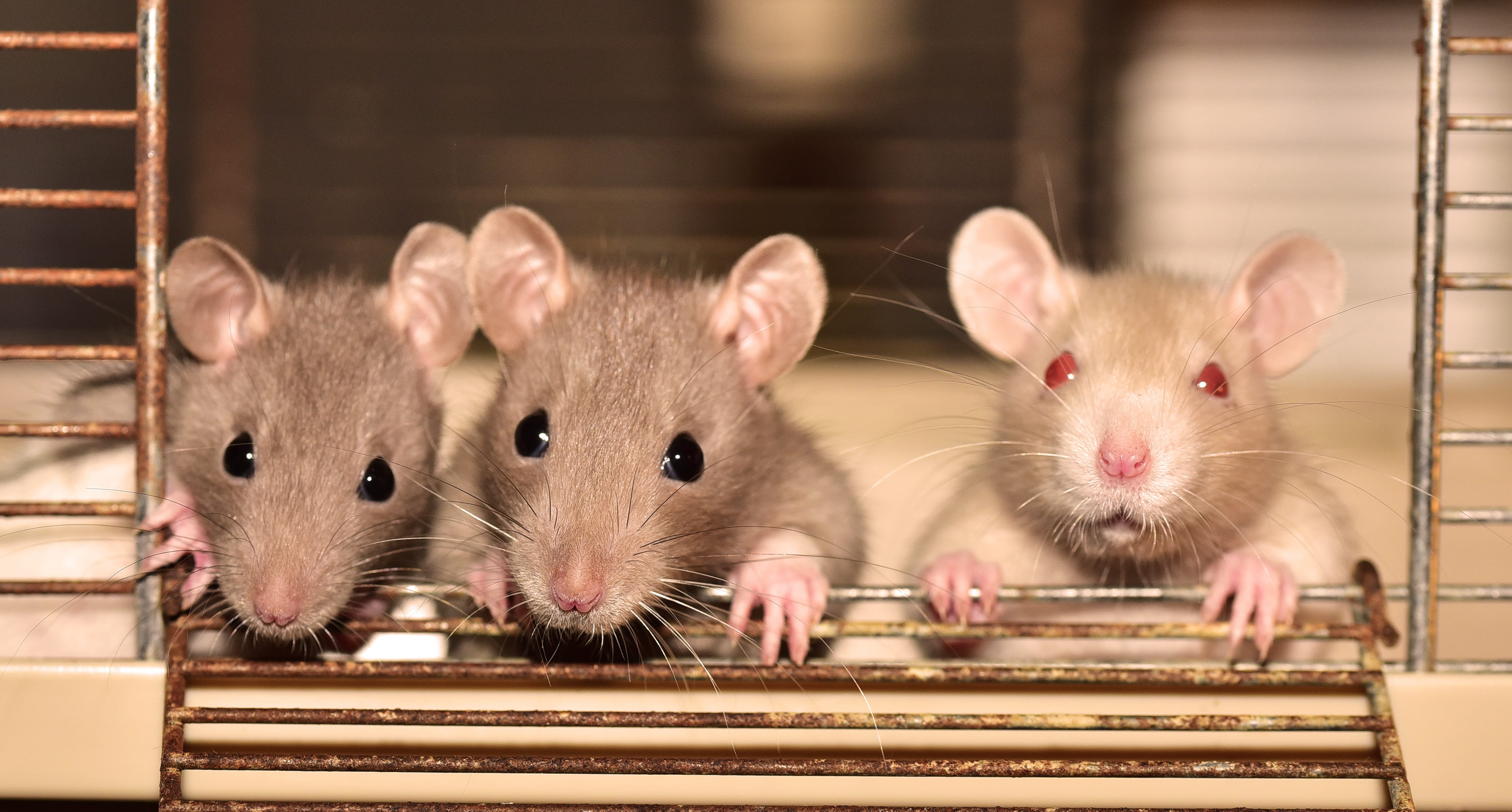 Picture of mice