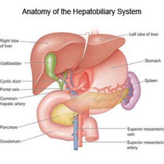 Anatomy of the Hepatobiliary System