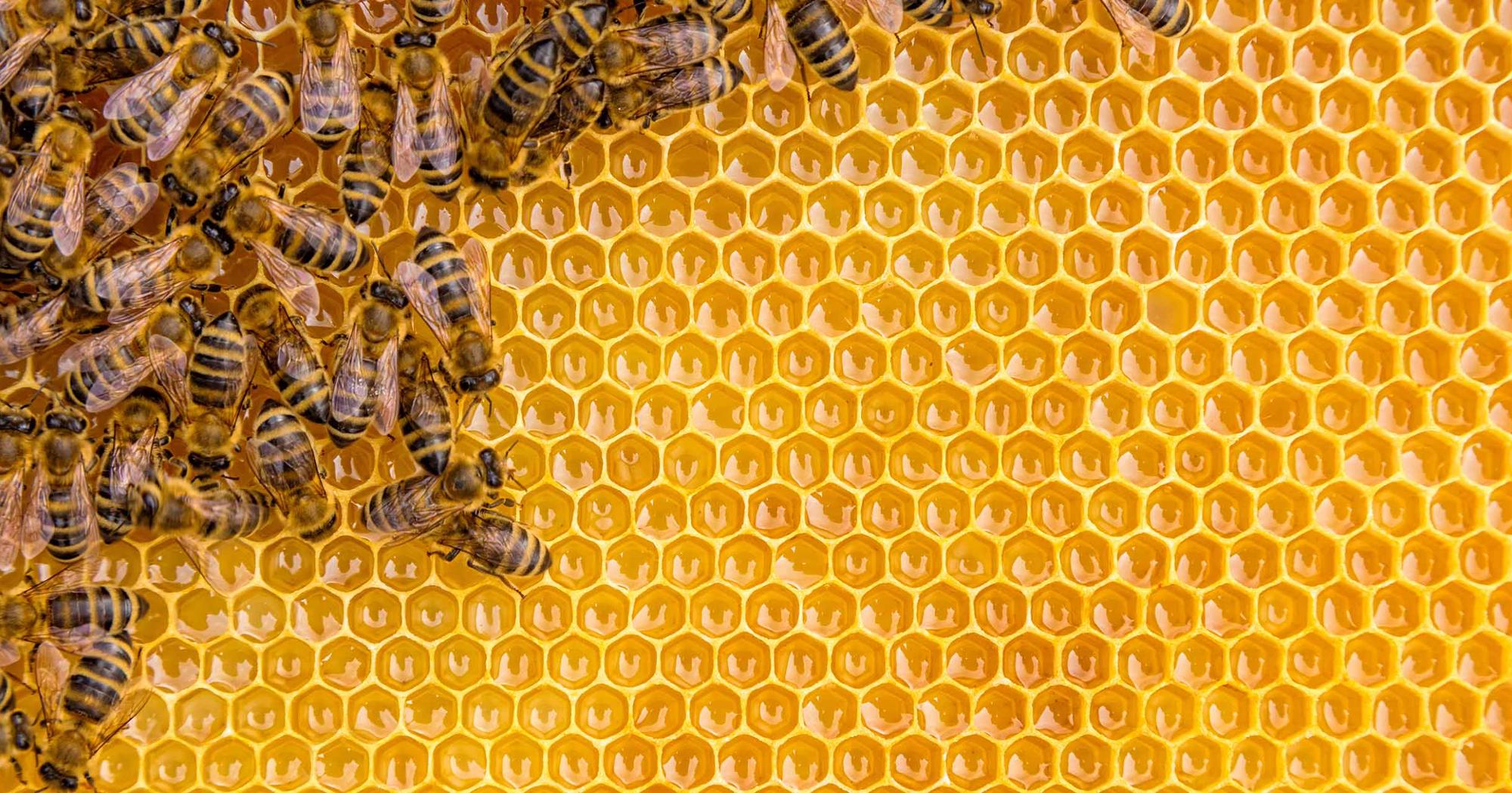 Bees swarm a honeycomb. 