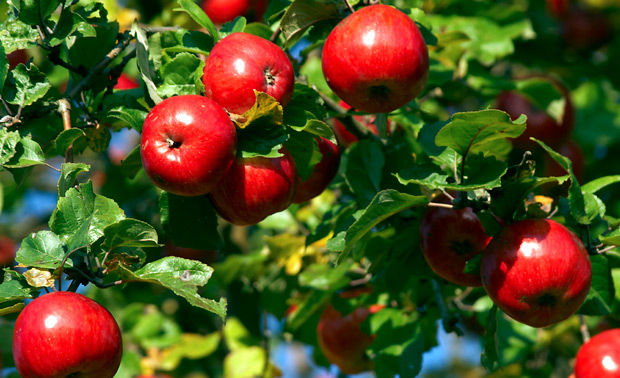 Apple Trees